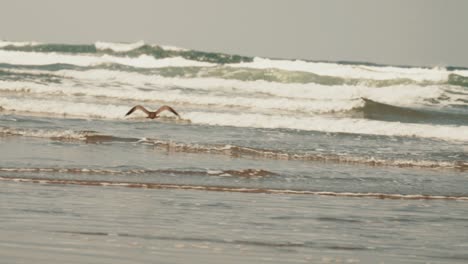 pájaros en vuelo sobre el agua cámara lenta