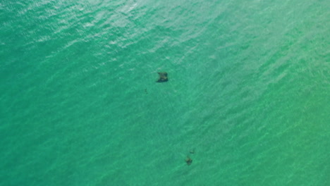 Aerial-view-over-shallow,-emerald-color-waters-of-Lake-Tahoe,-USA---top-down,-drone-shot