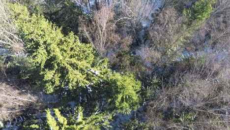 Mixed-forest-with-spruce-trees-and-birches-aerial-winter-view