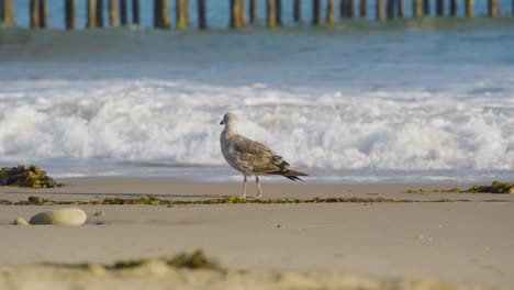 Möwe-Am-Ufer-Mit-Wellen,-Die-In-Der-Nähe-Von-Ventura-Pier-In-Ventura-County,-Südkalifornien,-Zusammenbrechen