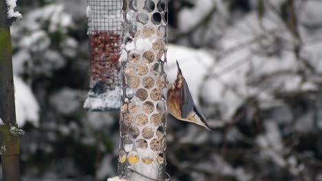 winter snowy setting of a nuthatch perching on a bird feeder