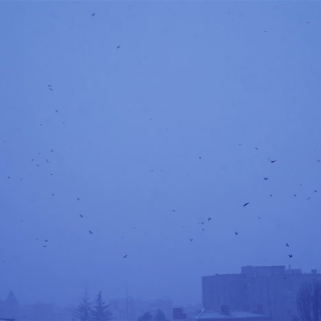 flock of crows flying around a building. birds fly in winter conditions