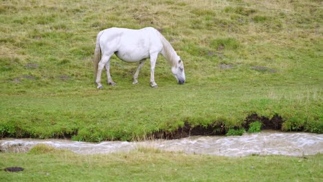 horse grazing in field near brook