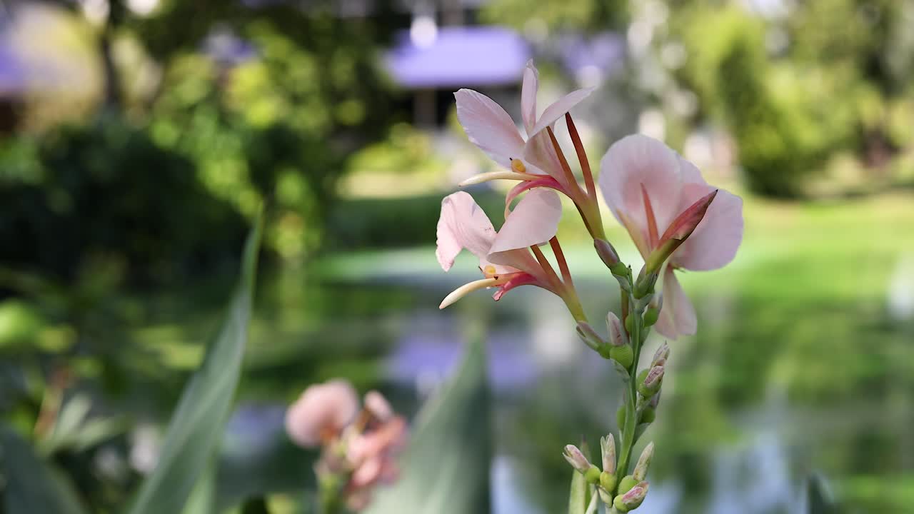 Canna rosa in un giardino