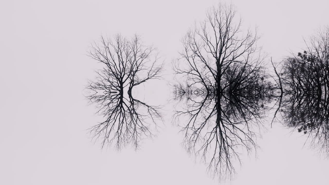 Reflective Bare Trees