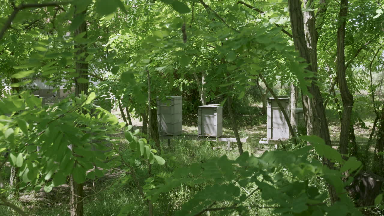 Beehives behind swaying foliage in forest