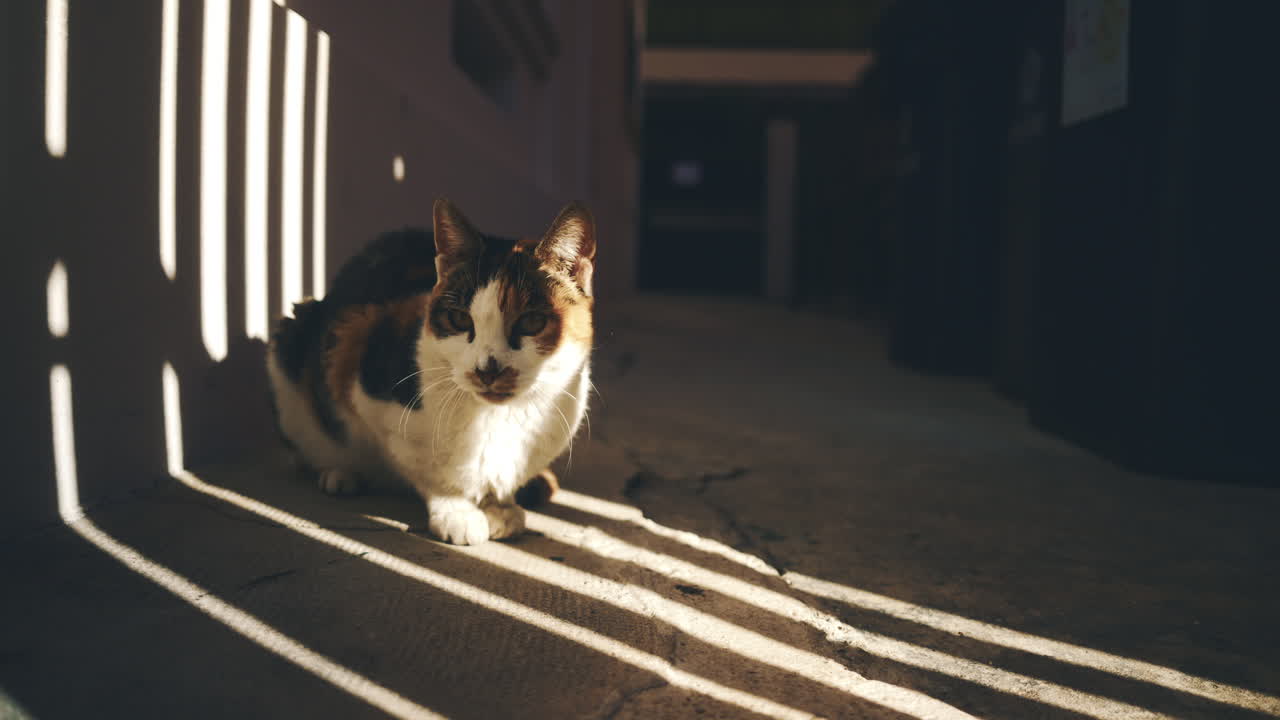 Close up of a cat sitting in an alleyway illuminated by warm, dramatic sunlight