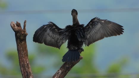 Cormorán-Escalofriante-En-El-árbol-Uhd-Mp4-4k