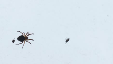 Spinne,-Die-Käfer-In-Einem-Spinnennetz-Isst
