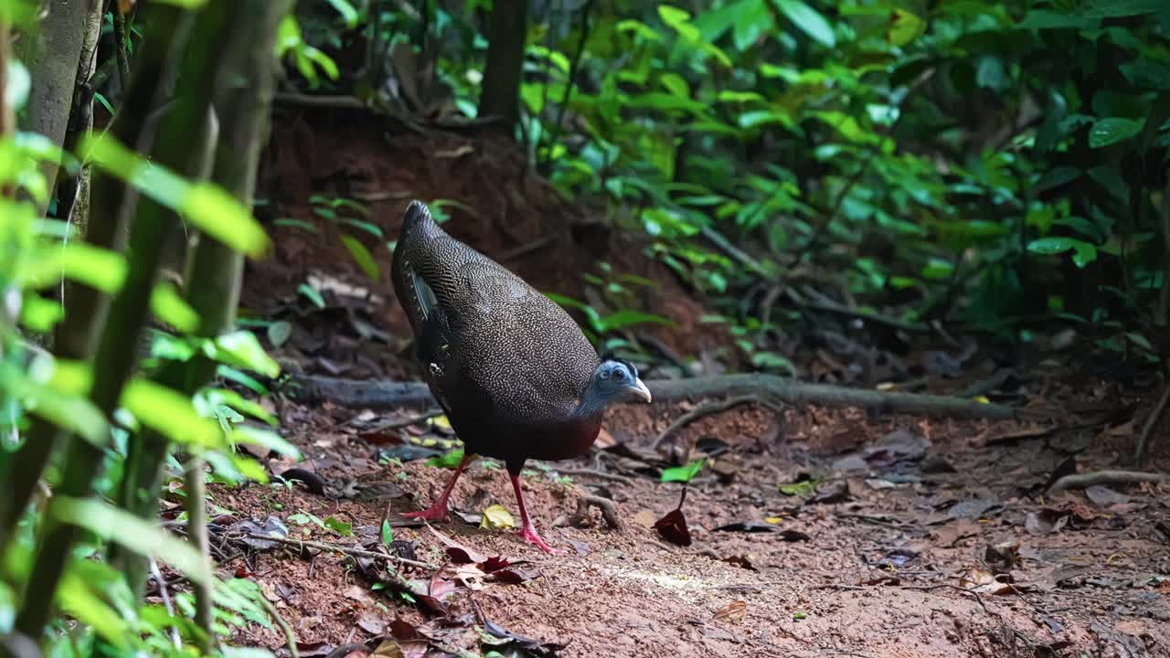 Brown-plumaged Pheasant With Great Argus In The Wild Forest. Close-up Shot