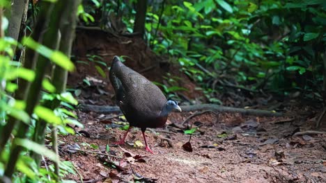brown-plumaged pheasant with great argus in the wild forest. close-up shot