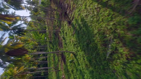 Coconut-trees-near-Playa-El-Valle-beach,-Samana-in-Dominican-Republic