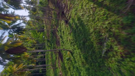 árboles de coco cerca de la playa del valle, samaná en la república dominicana