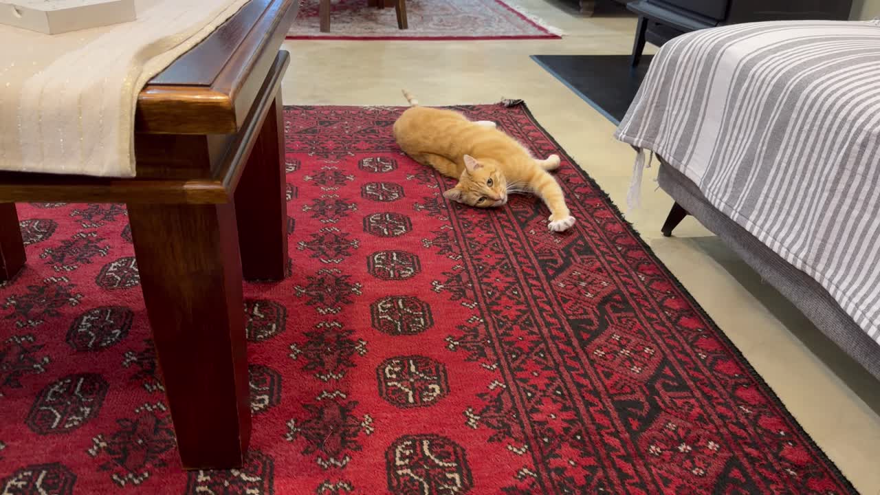 Un gatto rosso in casa, in un'abitazione suburbana