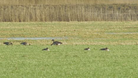 Beautiful-large-flock-of-Greylag-goose-breeding-in-the-green-agricultural-field-Northern-Europe-during-migration-season,-sunny-spring-day,-distant-medium-shot