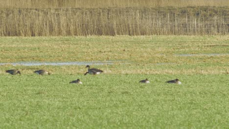 hermoso gran rebaño de cría de gansos grises en el verde campo agrícola del norte de europa durante la temporada de migración, soleado día de primavera, tiro medio distante