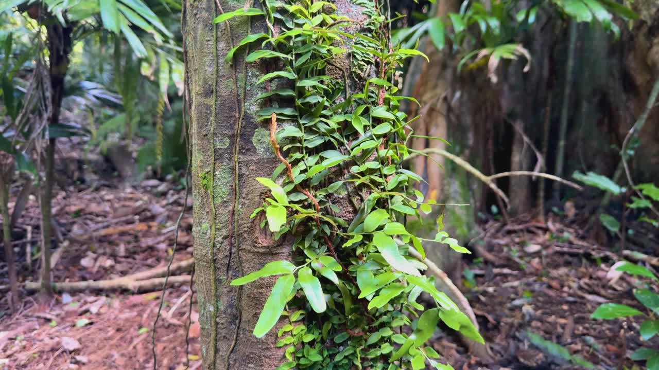 Camera slowly pans rainforest tree trunk with ferns, revealing lush, shaded forest environment