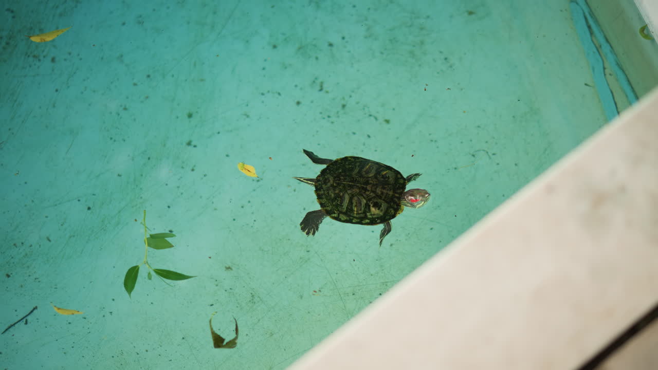 turtle swimming in turquoise backyard pool, overhead shot of solitary redeared slider paddling near concrete edge with scattered leaves, gentle ripples and warm afternoon light, cinematic broll vibe