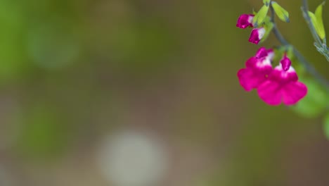 Bee-Pollinating-Garden-Flower-Close-Up