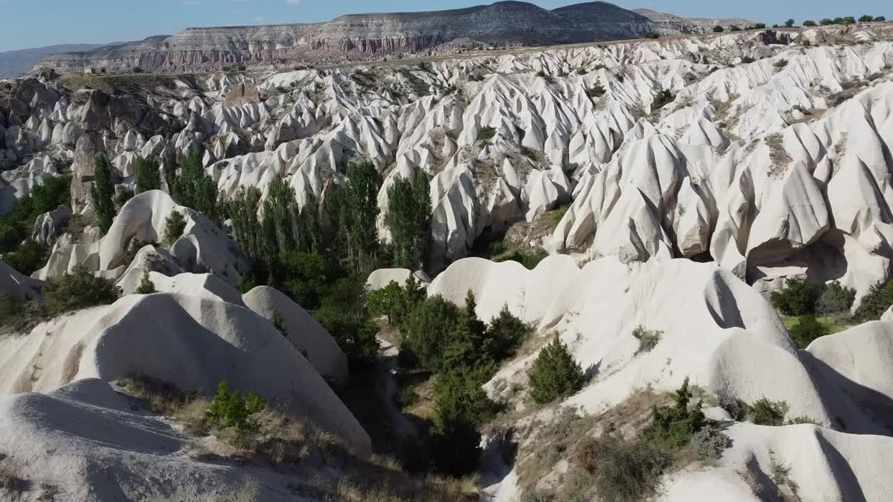 로즈 리 앞에 서 있는 드레스를 입은 관광 여성