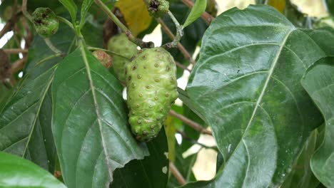 Früchte-Von-Noni-Mit-Grünen-Blättern