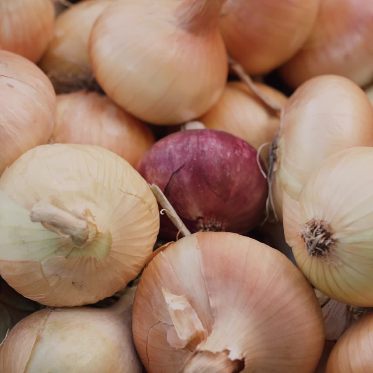 The harvest of onions lies on the ground 2