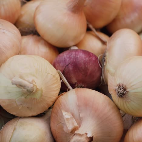 la cosecha de cebollas se encuentra en el suelo 2