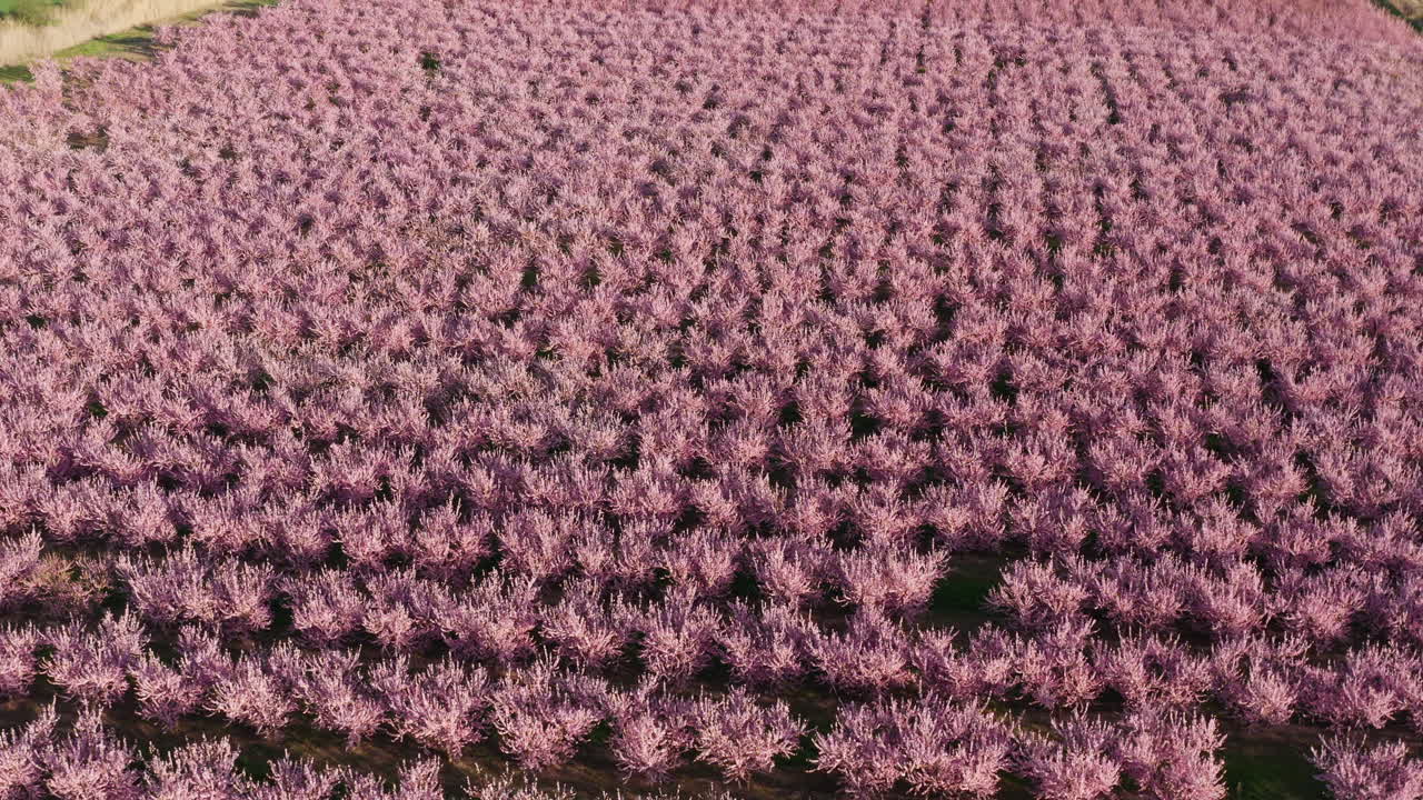 pink blossoming trees in Spain aerial shot almond and peach Aragon