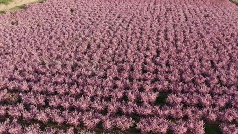 árboles de flores rosadas en españa tiro aéreo almendra y melocotón aragon