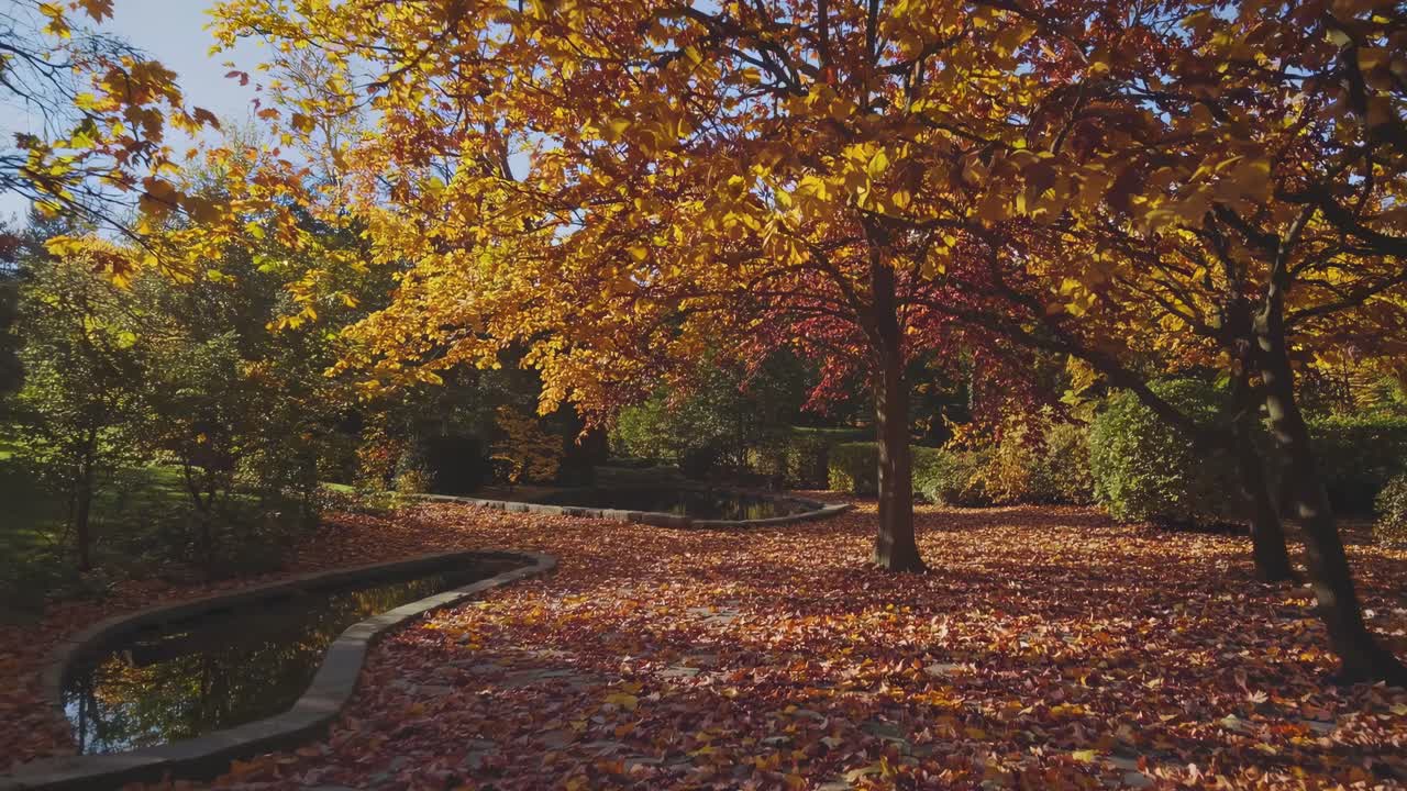 A serene autumn park scene with vibrant orange leaves, captured from a low-angle, perfect