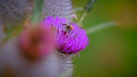 Footage-of-a-closeup-bumble-bee-filmed-in-4k-in-slow-motion-collecting-honey-in-a-beautiful-purple-flower-moving-and-flying,-filmed-with-a-telephoto-lens-super-close-1
