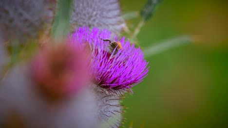 imágenes de un abejorro de primer plano filmado en 4k en cámara lenta recolectando miel en una hermosa flor morada moviéndose y volando, filmado con un teleobjetivo super close-1