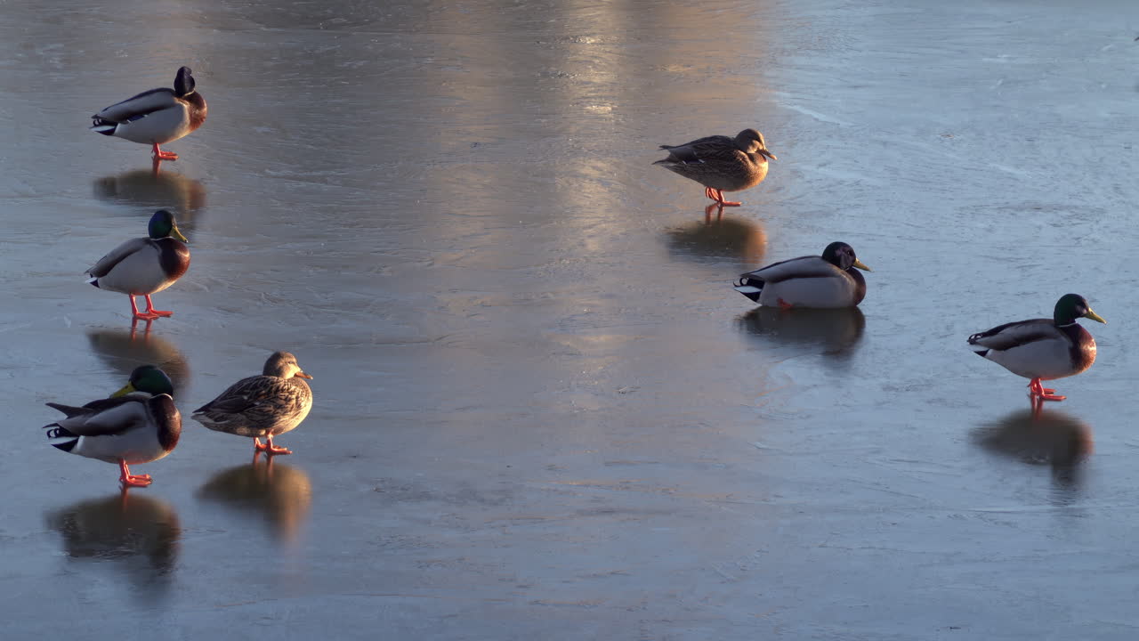 Close up of multiple ducks moving on a frozen lake