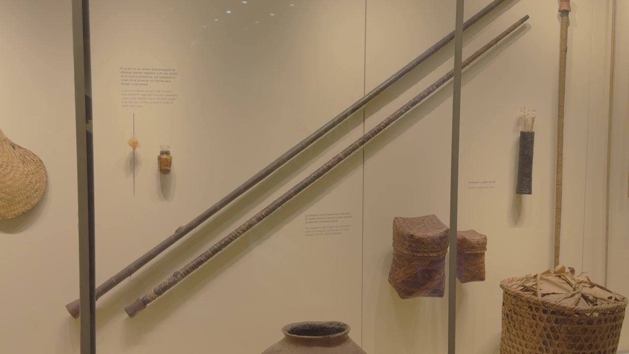 Una varietà di strumenti e manufatti tradizionali amazzonici è esposta in una mostra museale in vetro. Ideale per contenuti educativi o documentari culturali.