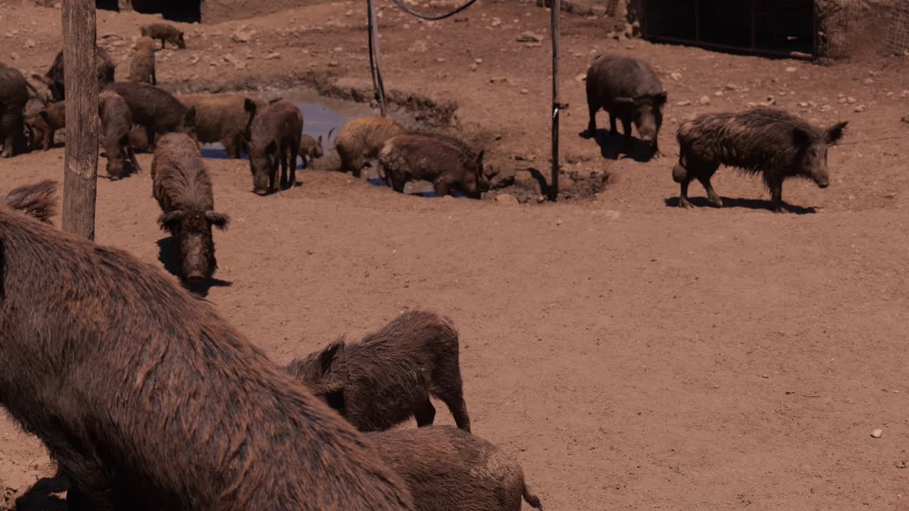 Dirty Pigs In A Rural Pig Farm In Summertime Free Stock Video Footage  Download Clips