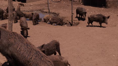 dirty pigs in a rural pig farm in summertime