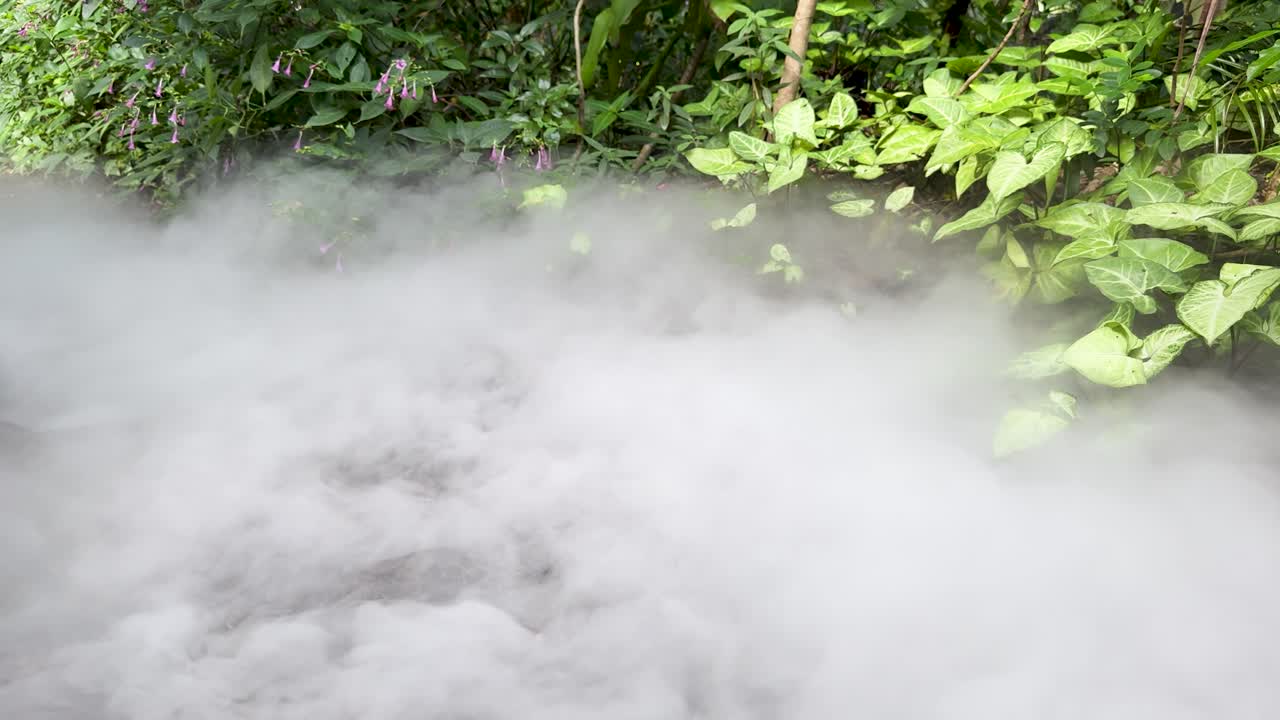 Dense white smoke drifts across vibrant green garden foliage in bright natural daylight, static camera