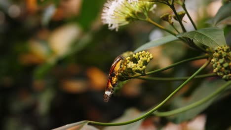 Farbenfroher-Majestätischer-Schmetterling,-Der-Auf-Lebendiger-Blume-Sitzt,-Nahaufnahme-Der-Umlaufbahn