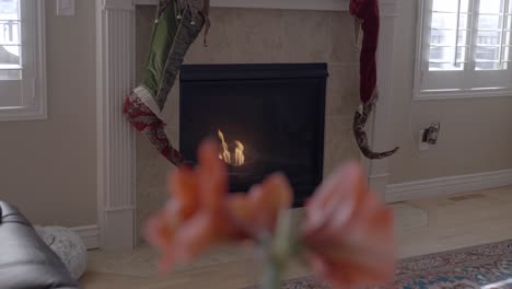 focus on the fireplace in the background while sliding by amaryllis flowers in the foreground