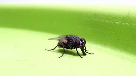 volando sentado en la caja y chupando_micro lente