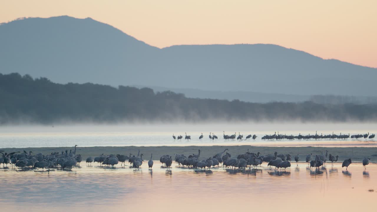 Group of cranes waking up at the roost during the wintering, within the lake, before dawn