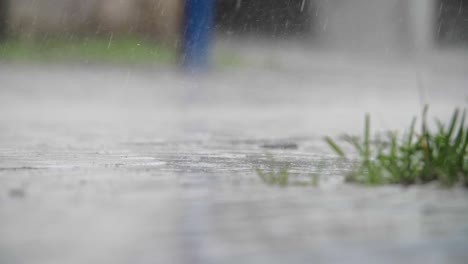 rain falling on a small patch of grass and plants in a urban setting - slowmotion