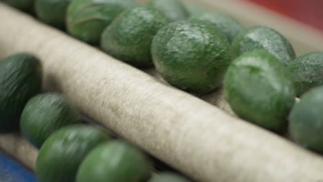 Nahaufnahme-Einer-Avocado-Auf-Einem-Förderband-In-Einem-Packhaus-In-Michoacan