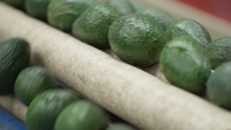 primer plano de aguacate en una cinta transportadora en una casa de embalaje en michoacan