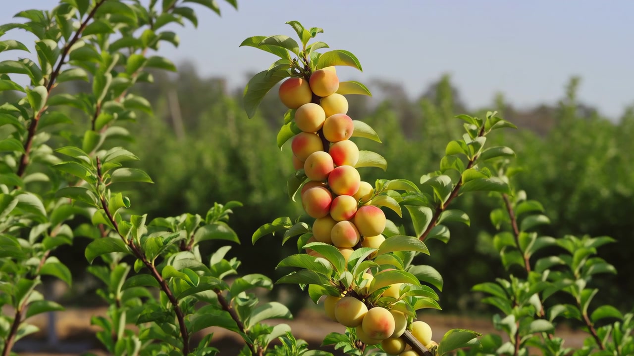 Una vista ravvicinata di grappoli di frutta sui rami degli alberi rivela graduali cambiamenti di colore dal giallo al rosso tra foglie verdi, con la luce soffusa del giorno che illumina la vegetazione naturale esterna e le texture delle piante