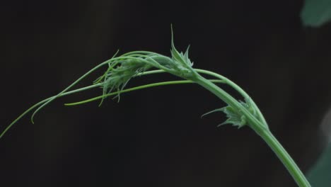 green leaf - hanging on wind