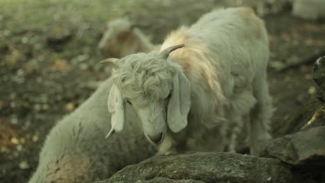 Un-Hermoso-Animal-Del-Himalaya-Pastando-En-Las-Montañas-Del-Himalaya