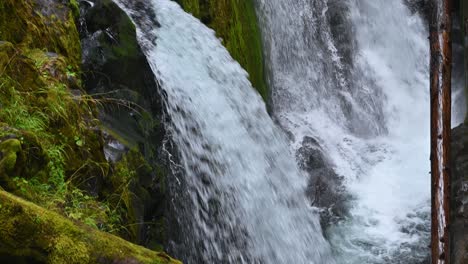 water plunges over jagged mossy rocks in a split waterfall deep within olympic national park’s forested wilderness