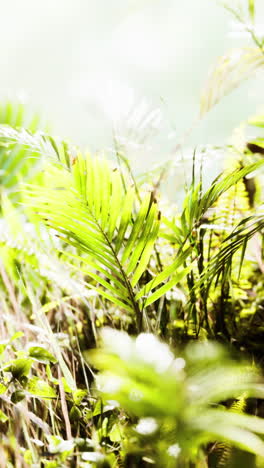 close up of green tropical leaves