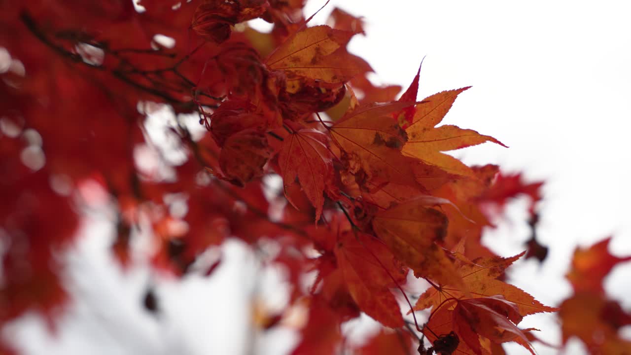 Beautiful red maple leaves on branches, capturing the essence of autumn's tranquility.